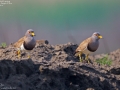 Grey-headed Lapwing