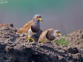 Grey-headed Lapwing