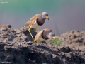 Grey-headed Lapwing