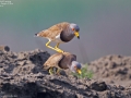 Grey-headed Lapwing