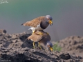 Grey-headed Lapwing