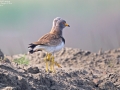 Grey-headed Lapwing