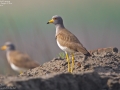 Grey-headed Lapwing
