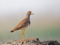 Grey-headed Lapwing