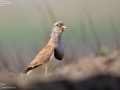 Grey-headed Lapwing
