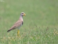 Grey-headed Lapwing