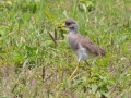 Grey-headed Lapwing