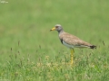 Grey-headed Lapwing