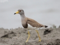 Grey-headed Lapwing