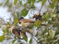 Grey-headed Parrotbill