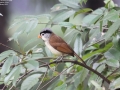 Grey-headed Parrotbill