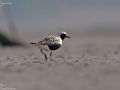 Grey Plover