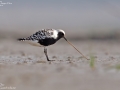 Grey Plover