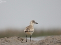 Grey Plover