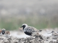 Grey Plover