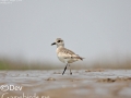 Grey Plover