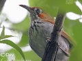 Grey-sided Scimitar Babbler