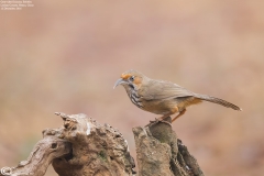 Grey-sided Scimitar Babbler