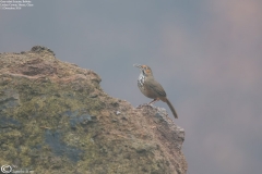 Grey-sided Scimitar Babbler