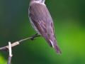 Grey-Streaked Flycatcher