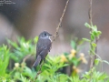 Grey-Streaked Flycatcher