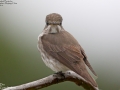 Grey-Streaked Flycatcher