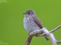 Grey-Streaked Flycatcher