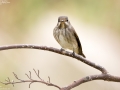 Grey-Streaked Flycatcher