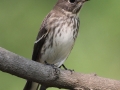 Grey-Streaked Flycatcher