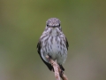 Grey-Streaked Flycatcher