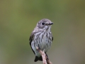 Grey-Streaked Flycatcher