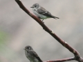 Grey-Streaked Flycatcher