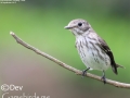 Grey-Streaked Flycatcher