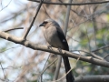 Grey Treepie