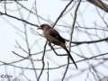 Grey Treepie