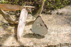 Helcyra subalba