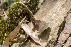 Helcyra subalba