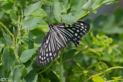 Hestina assimilis
