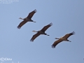 Crane,Hooded_002