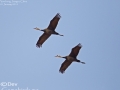 Crane,Hooded_003