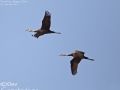 Crane,Hooded_004