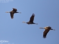 Crane,Hooded_005