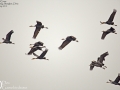 Crane,Hooded_006
