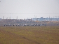 Crane,Hooded_007