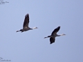 Crane,Hooded_008