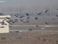 crane,hooded_001