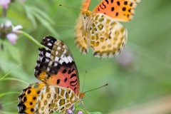 Argynnis hyperbius- Female(L) & Male(R)