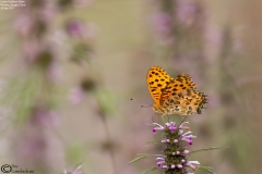Argynnis hyperbius - Male