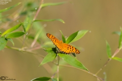 Argynnis hyperbius - Male