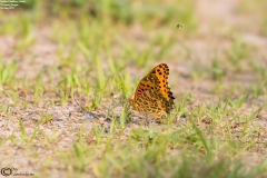 Argynnis hyperbius - Male